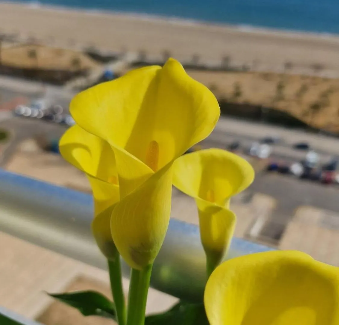 Luxury Sea View Studio Empuriabrava 0*,